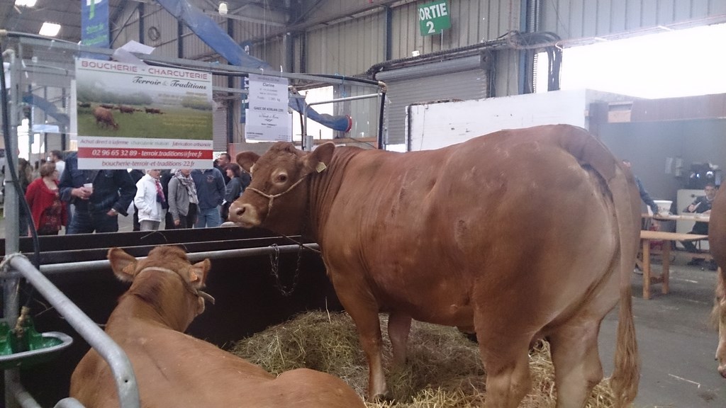 achat vache la plus grosse terralies 2014