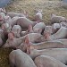 les porcs sur paille à Trégomeur
